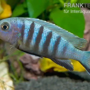 Nur Für Kurze Zeit Sechsstreifen-Tilapia, Cynotilapia afra "Jalo Reef", 4-5 cm DNZ
