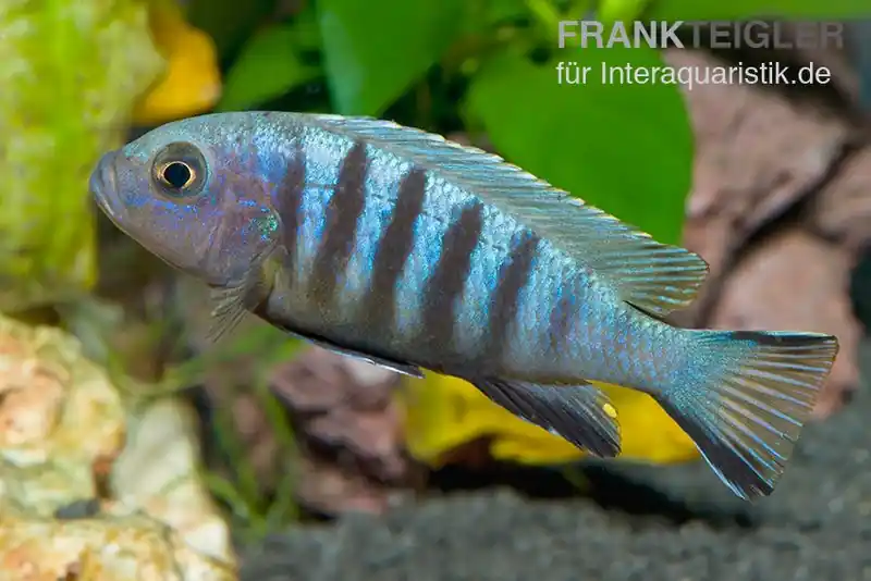 Nur Für Kurze Zeit Sechsstreifen-Tilapia, Cynotilapia afra "Jalo Reef", 4-5 cm DNZ