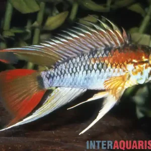 Schwarzkehl-Zwergbuntbarsch, Apistogramma viejita, paarweise Meistverkauft