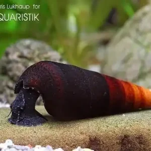 Cappuccino-Turmdeckelschnecke, Faunus sp. Must-Have
