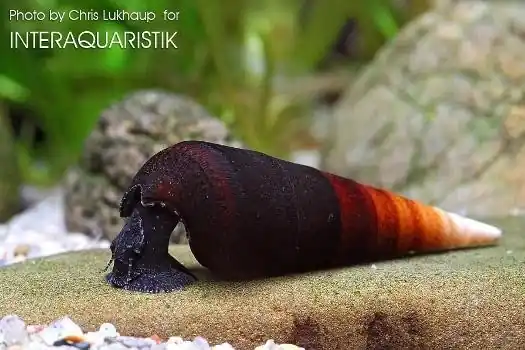 Cappuccino-Turmdeckelschnecke, Faunus sp. Must-Have