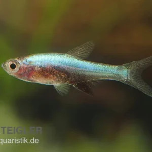 Highlight Axelrods Bärbling blau, Sundadanio goblinus (axelrodi blau I)