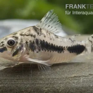 Echt Schachbrett-Zwergpanzerwels, Corydoras habrosus