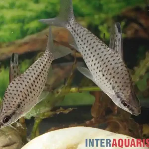 Zierlicher Kopfsteher, Chilodus gracilis, 5-6 cm Geprüft