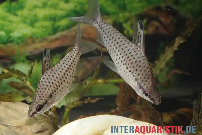Zierlicher Kopfsteher, Chilodus gracilis, 5-6 cm Geprüft