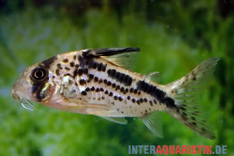 Markenprodukt Schrägband-Panzerwels, Corydoras loxozonus