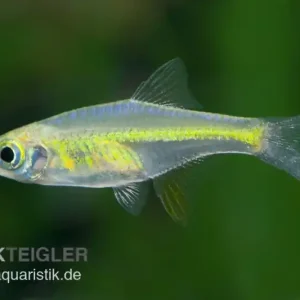 Versand Am Gleichen Tag Smaragd-Zwergrasbora, Microdevario kubotai