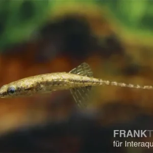 Bestpreis Burmastichling, Indostomus crocodilus (Minifisch)