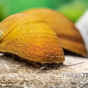 Grüne Algenrennschnecke, Neritina pulligera var. green Neue Ware