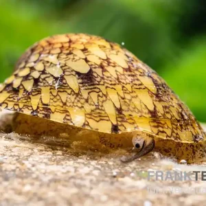 Echt Taiwan Muschelschnecke, Septaria sp. Taiwan
