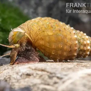 Genoppte Turmdeckelschnecke, Tarebia granifera Highlight