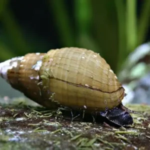 Venezolanische Turmdeckelschnecke, Melanoides granifera Jetzt Kaufen