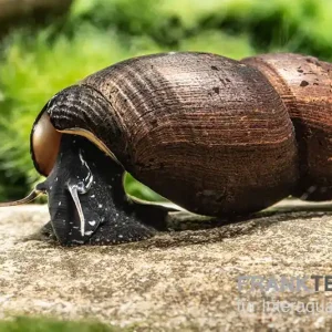 Neu Teufelsdornschnecke, Faunus ater