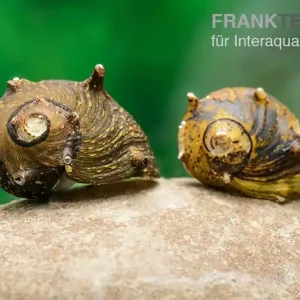 Must-Have Braune Hörnchenschnecke, Clithon brenspinas