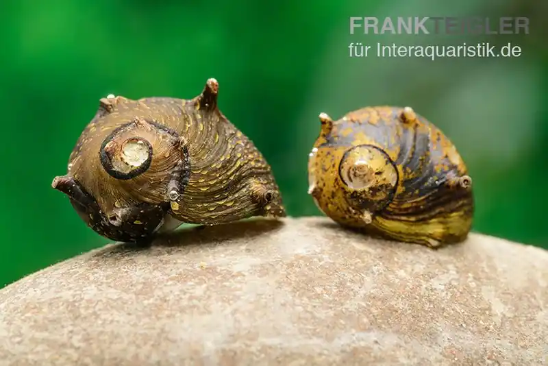 Must-Have Braune Hörnchenschnecke, Clithon brenspinas