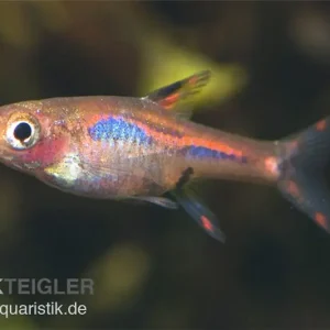 Mosquitorasbora, Boraras brigittae (Minifisch) Knallerangebot