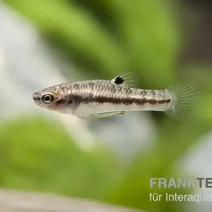 Zwergkärpfling, Heterandria formosa Neue Kollektion