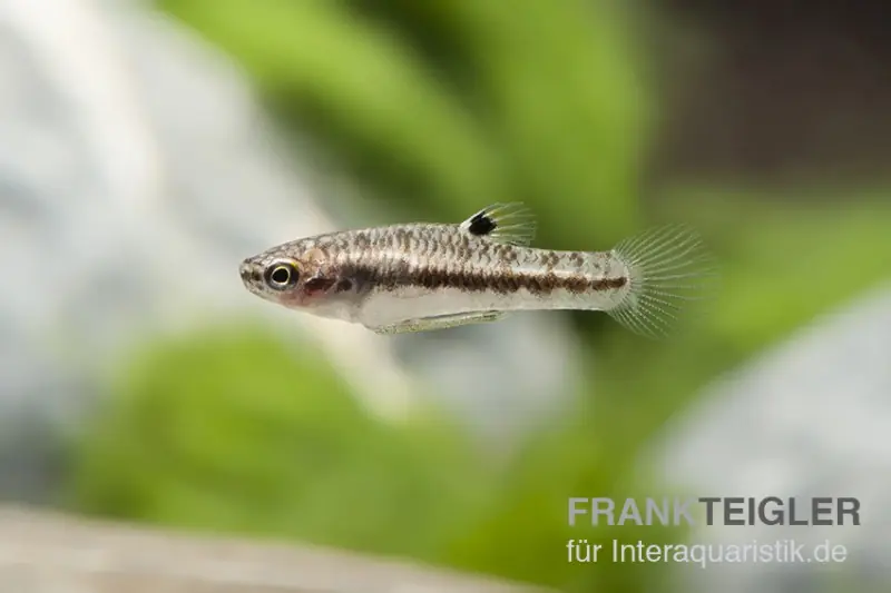 Zwergkärpfling, Heterandria formosa Neue Kollektion