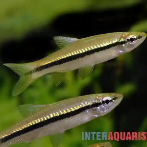 Top-Angebot Schlankbärbling, Rasbora daniconius, 5-7 cm