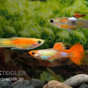 Top-Preis Endler-Guppy Männchen Farbmix, Poecilia wingei