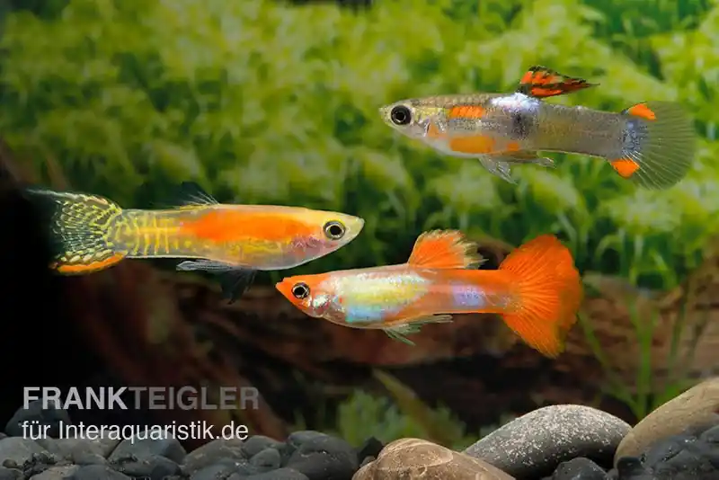 Top-Preis Endler-Guppy Männchen Farbmix, Poecilia wingei