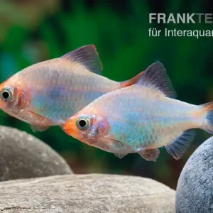 Kobalt-Sumatrabarbe, Barbus tetrazona Wochenendangebot