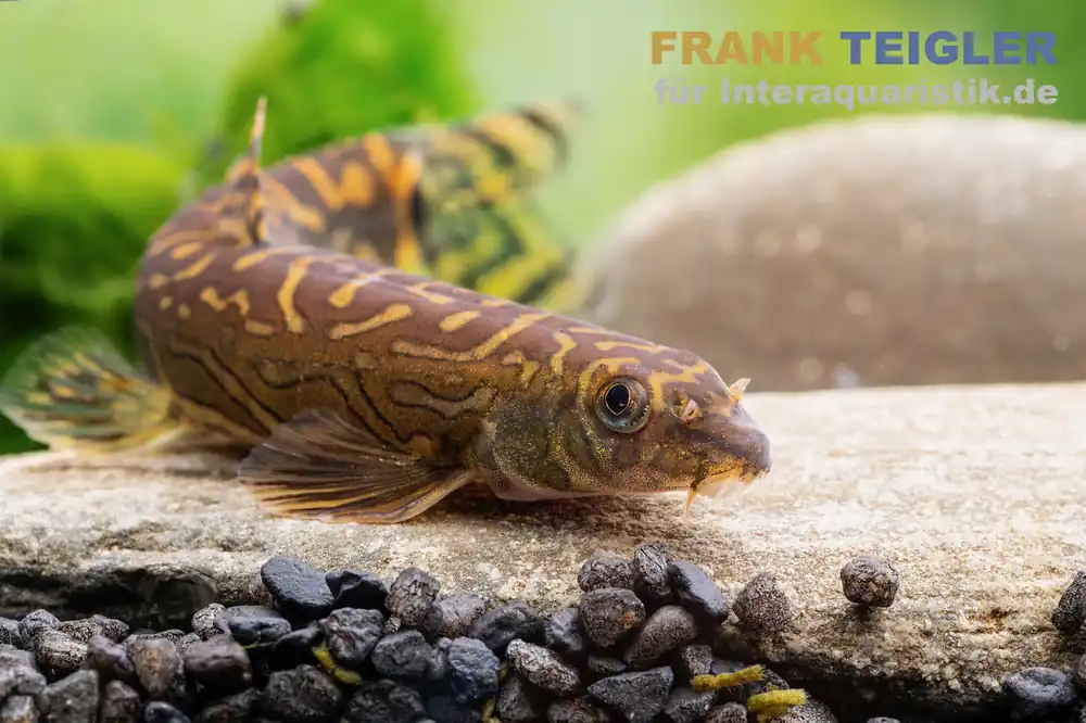 Zodiak-Schmerle, Mesonoemacheilus cf. tringularis (Zodiac loach spotted) Versand Am Gleichen Tag