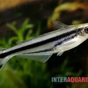 Abverkauf Afrikanischer Glaswels, Pareutropius debauwi, 4-6 cm