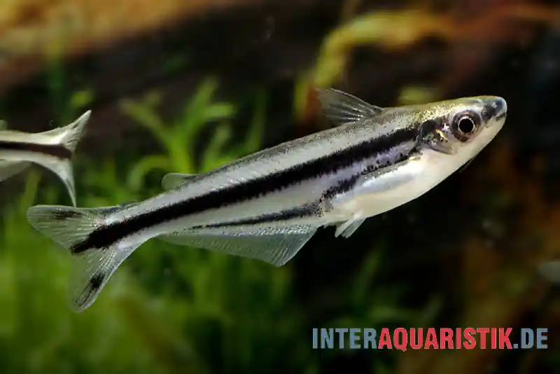 Abverkauf Afrikanischer Glaswels, Pareutropius debauwi, 4-6 cm