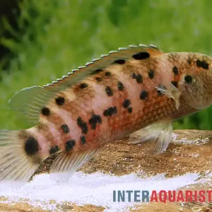 Assam-Blaubarsch, Badis assamensis Letzte Chance
