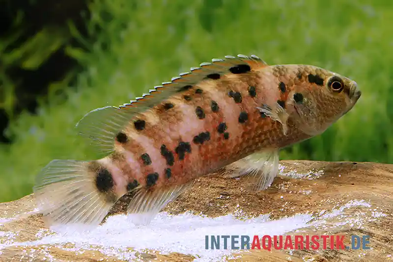 Assam-Blaubarsch, Badis assamensis Letzte Chance