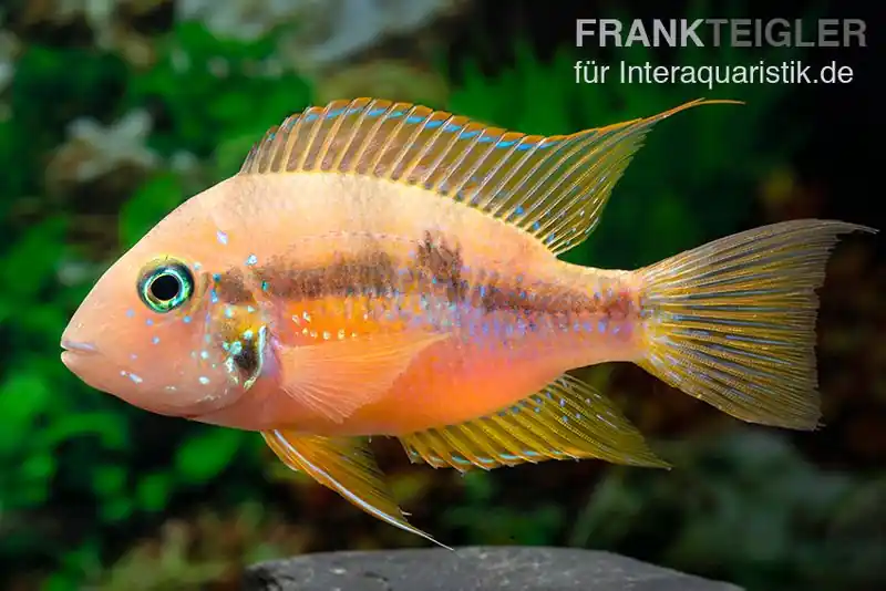 Goldbuntbarsch, Thorichthys aureus Schnäppchen