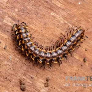 "Khao Luang"-Bandfüßer, Orthomorpha sp. “Khao Luang" Günstig