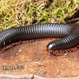 Parilis-Tausendfüßer, Mardonius parilis acuticonus Sofort Bestellen