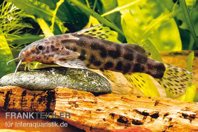 Kracherpreis Waterlots Fiederbartwels, Synodontis waterloti