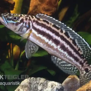 Vierstreifen-Lamprologus, Lepidiolamprologus nkambae, 3-4 cm Knallerangebot