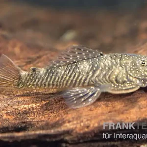 Expressversand Orinoco-Cheatostoma, Chaetostoma pearsei, L187