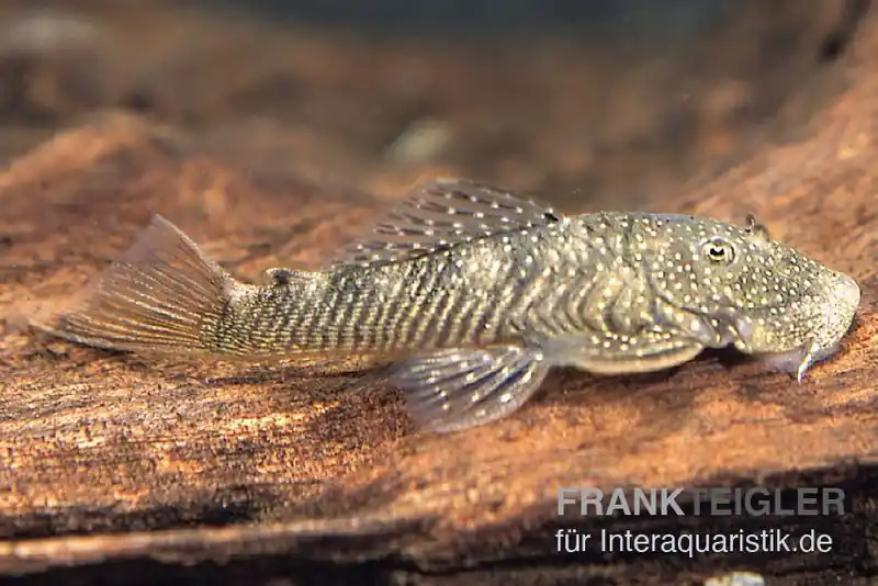Expressversand Orinoco-Cheatostoma, Chaetostoma pearsei, L187