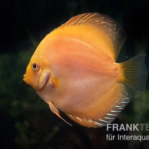 Zertifiziert Diskusfisch ASIA-NZ, Symphysodon discus Yellow & white daimond
