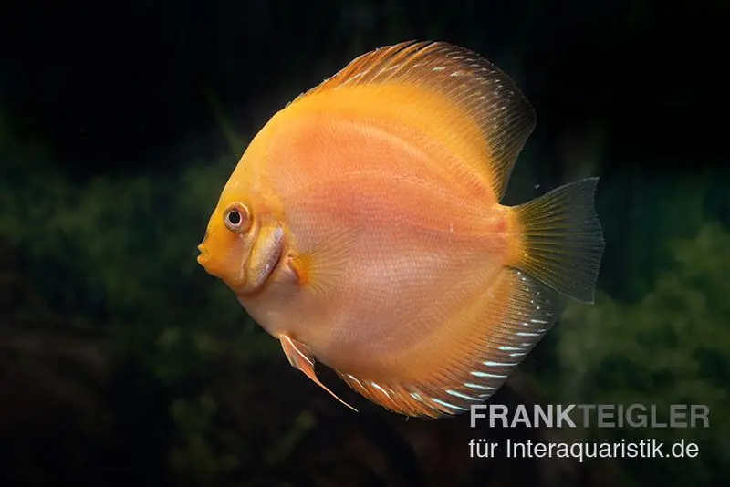 Zertifiziert Diskusfisch ASIA-NZ, Symphysodon discus Yellow & white daimond