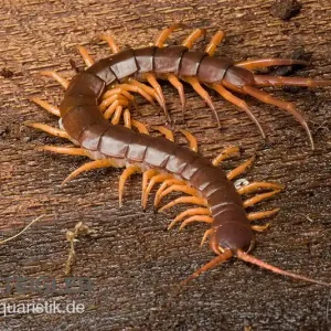 Aktuell Hundertfüßer, Scolopendra subspinipes "Thai-Red-Dragon"