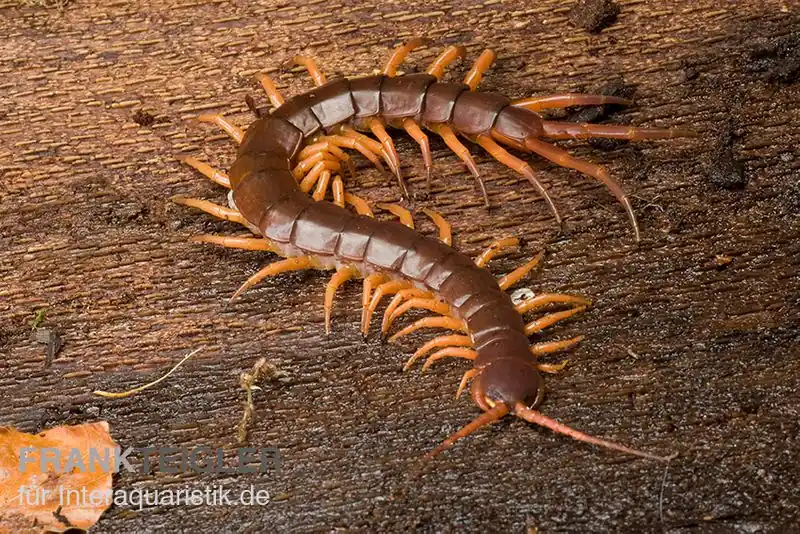 Aktuell Hundertfüßer, Scolopendra subspinipes "Thai-Red-Dragon"