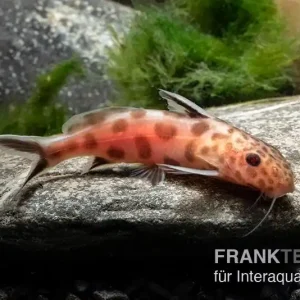 Pinker Kuckucks-Fiederbartwels, Synodontis petricola "Pink" Solange Der Vorrat Reicht