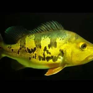 Neuheit Kammbuntbarsch, Cichla monoculus, 6-8 cm NZ