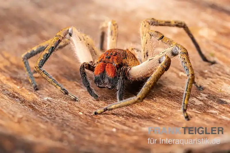 Red Fang Spider, Piloctenus haematostoma Expressversand