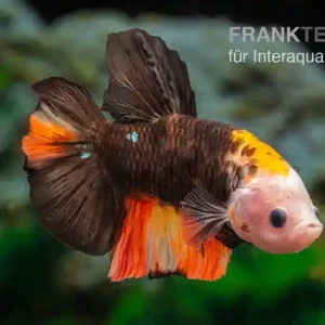 Online Kaufen Plakat Kampffisch Fancy Color, Männchen, Betta splendens
