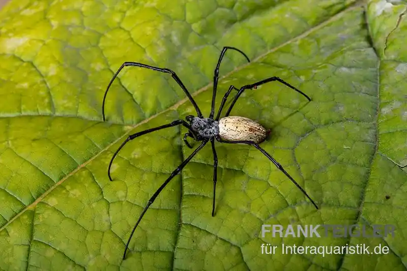 Schwarze Seidenspinne, Nephila kuhlii Sonderaktion