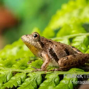 Echt Nördlicher Kricketfrosch, Acris crepitans