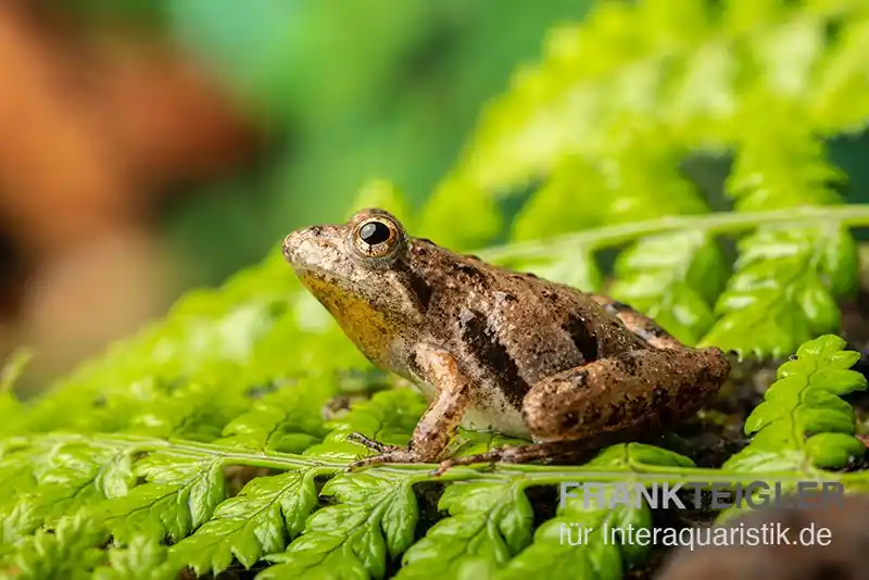 Echt Nördlicher Kricketfrosch, Acris crepitans