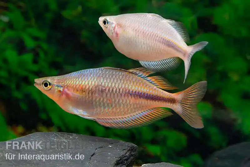 Kiura-Regenbogenfisch, Melanotaenia cf. goldiei "Kiura" Nur Für Kurze Zeit